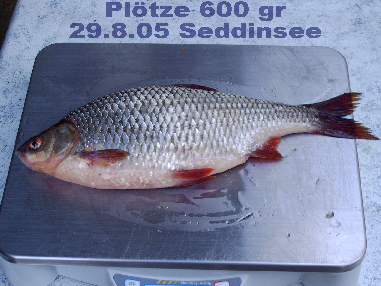 Ploetze